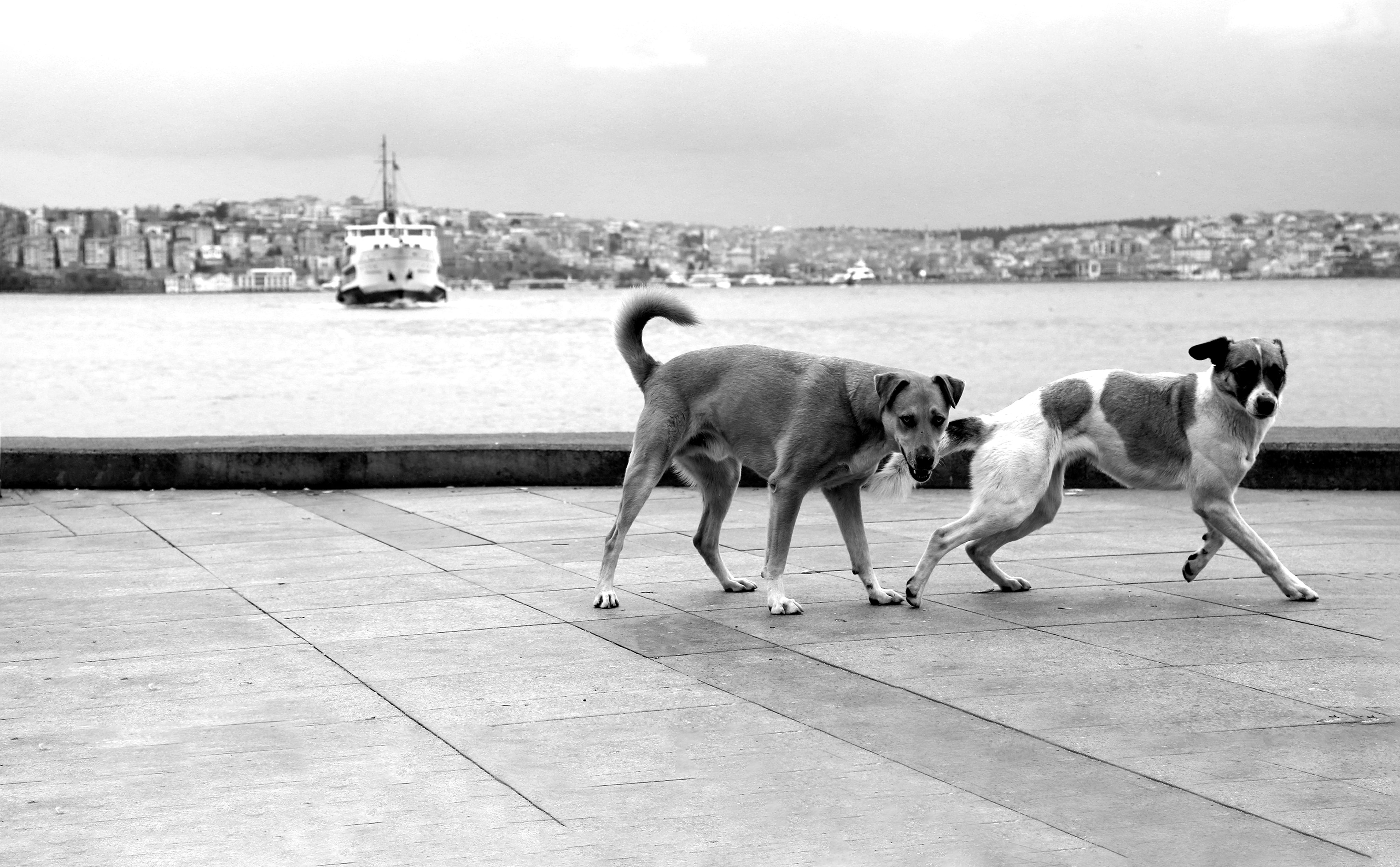 two-dogs-walking-by-the-water-in-black-and-white.jpg